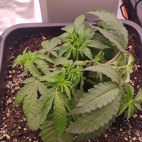 Mimosa Evo growlog photo: Super cropping + lst + défo légère