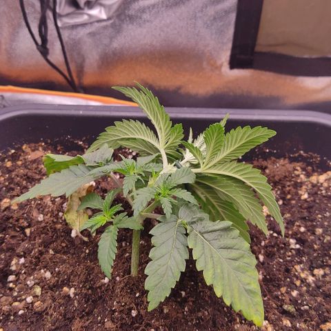 Mimosa Evo growlog photo: Super cropping + lst + défo légère