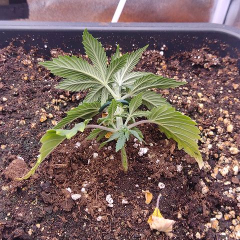 Mimosa Evo growlog photo: Super cropping + lst + défo légère