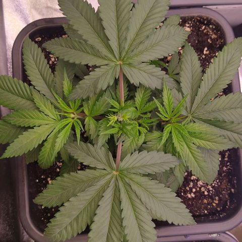 Mimosa Evo growlog photo: Super cropping + lst + défo légère