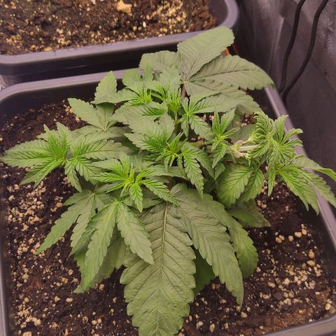 Mimosa Evo growlog photo: Super cropping + lst + défo légère