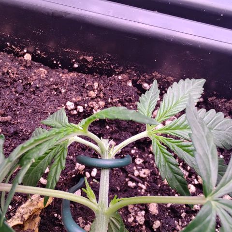 Mimosa Evo growlog photo: 2 branches a 3 feuilles sur missy