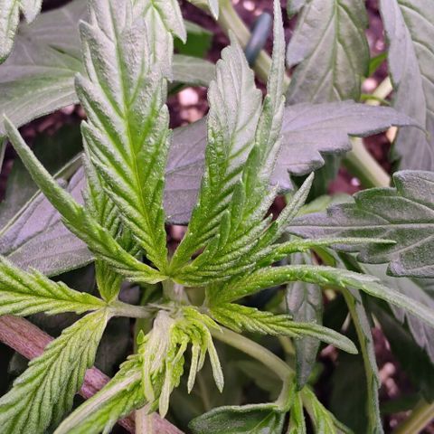 Mimosa Evo growlog photo: 2 branches a 3 feuilles sur missy