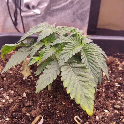 Mimosa Evo growlog timeline photo