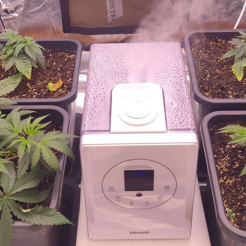 Mimosa Evo growlog timeline photo