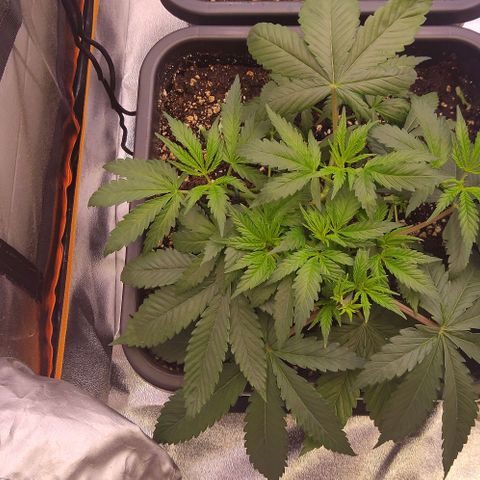 Mimosa Evo growlog timeline photo