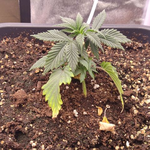 Mimosa Evo growlog timeline photo