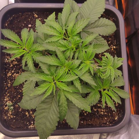 Mimosa Evo growlog timeline photo