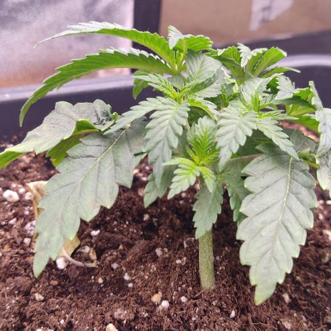 Mimosa Evo growlog timeline photo