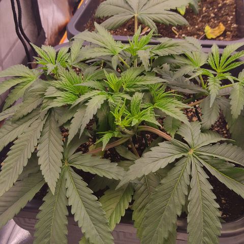 Mimosa Evo growlog timeline photo