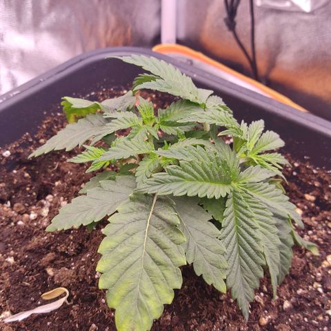 Mimosa Evo growlog timeline photo