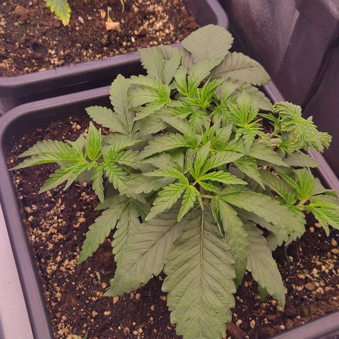 Mimosa Evo growlog timeline photo
