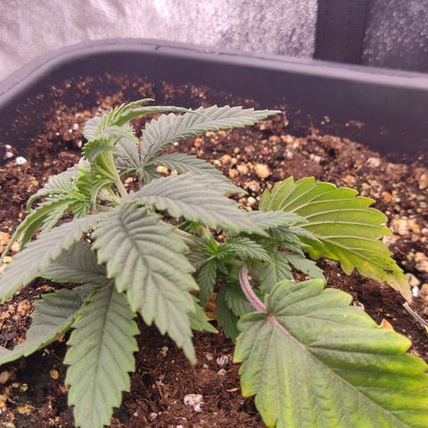Mimosa Evo growlog photo: Lst sur Dynamitee