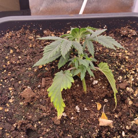 Mimosa Evo growlog photo: Lst sur Dynamitee