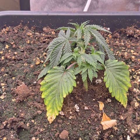 Mimosa Evo growlog timeline photo