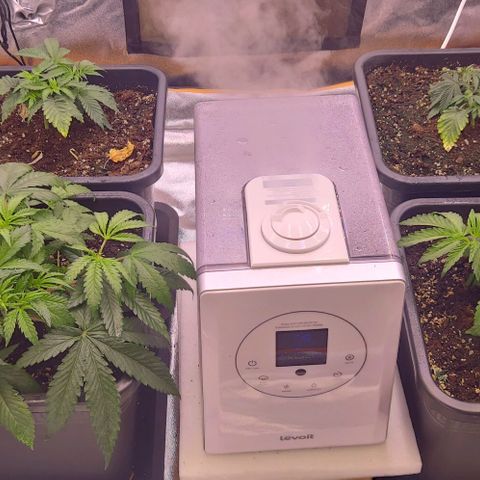 Mimosa Evo growlog timeline photo