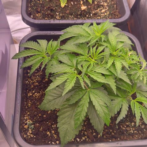 Mimosa Evo growlog timeline photo