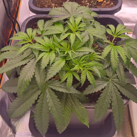 Mimosa Evo growlog timeline photo