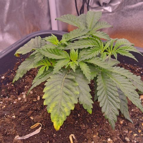 Mimosa Evo growlog timeline photo