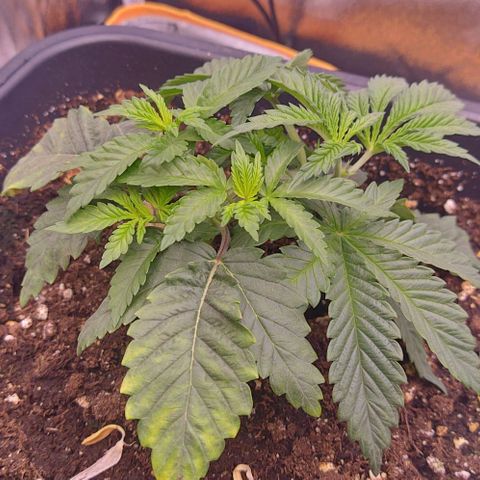 Mimosa Evo growlog photo: Lst sur toute les plantes