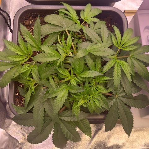 Mimosa Evo growlog photo: Lst sur toute les plantes
