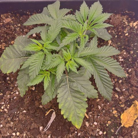 Mimosa Evo growlog photo: Lst sur toute les plantes