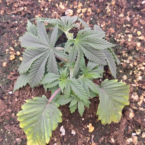 Mimosa Evo growlog photo: Lst sur toute les plantes
