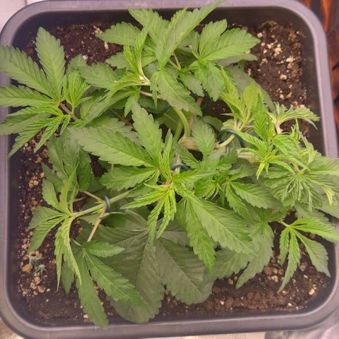 Mimosa Evo growlog photo: Lst sur toute les plantes