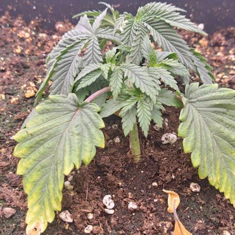 Mimosa Evo growlog photo: Lst sur toute les plantes
