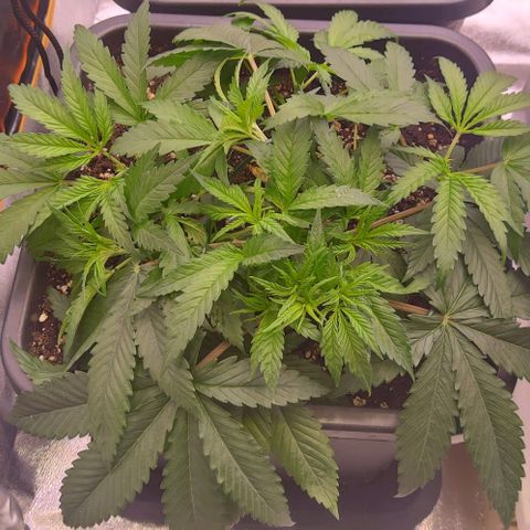 Mimosa Evo growlog photo: Lst sur toute les plantes