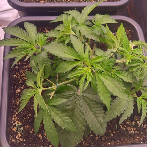 Mimosa Evo growlog photo: Lst sur toute les plantes