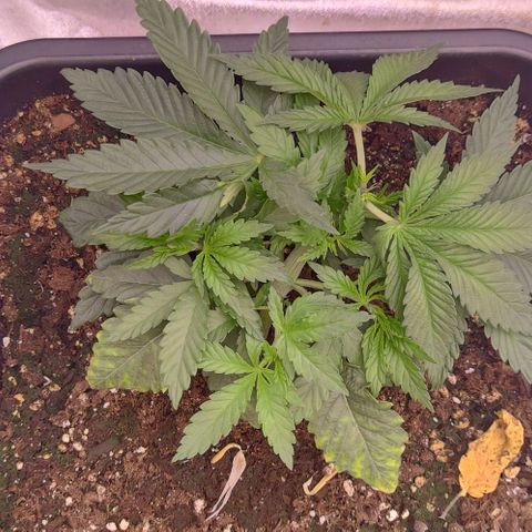 Mimosa Evo growlog timeline photo