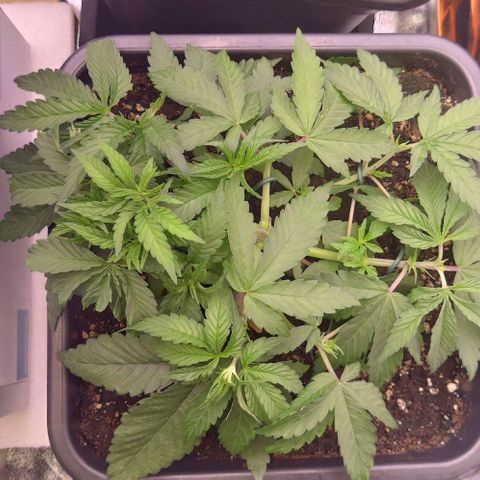Mimosa Evo growlog timeline photo