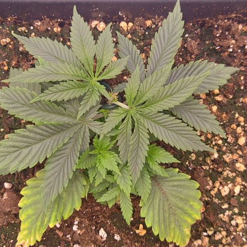 Mimosa Evo growlog timeline photo