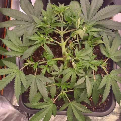 Mimosa Evo growlog timeline photo