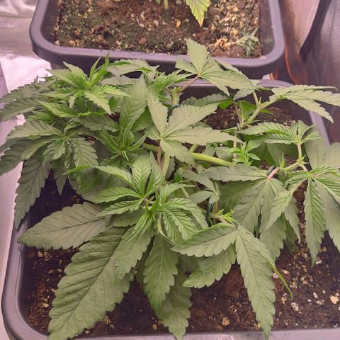 Mimosa Evo growlog timeline photo