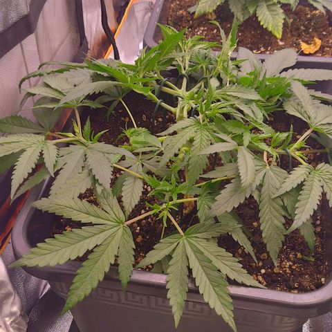 Mimosa Evo growlog timeline photo