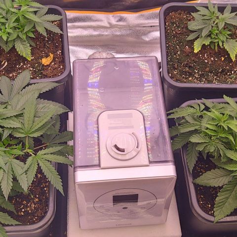 Mimosa Evo growlog timeline photo