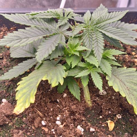 Mimosa Evo growlog timeline photo