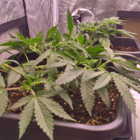 Mimosa Evo growlog timeline photo