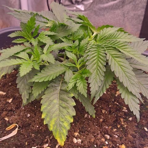 Mimosa Evo growlog timeline photo