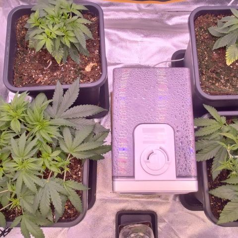 Mimosa Evo growlog timeline photo