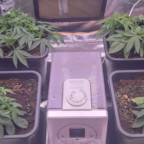 Mimosa Evo growlog photo: Au réveil et après lst