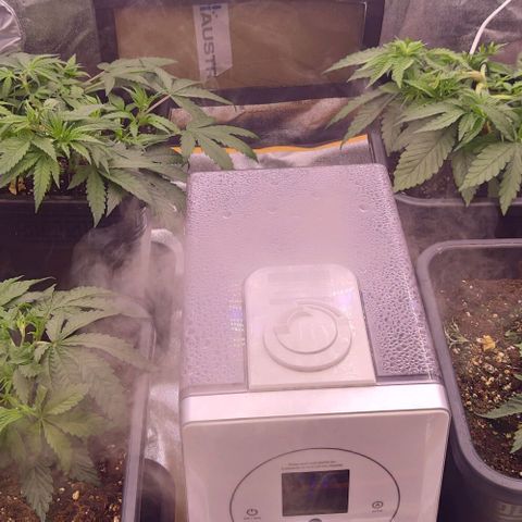 Mimosa Evo growlog photo: Au réveil et après lst
