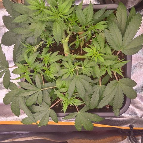 Mimosa Evo growlog photo: LST