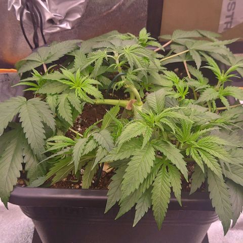 Mimosa Evo growlog photo: LST