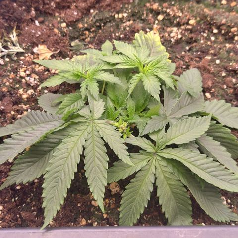 Mimosa Evo growlog photo: LST