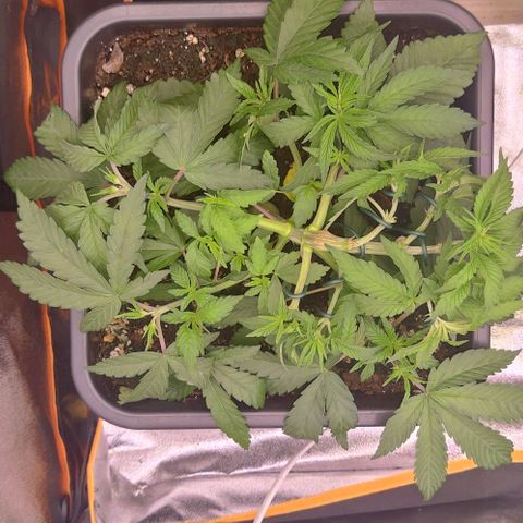 Mimosa Evo growlog photo: LST