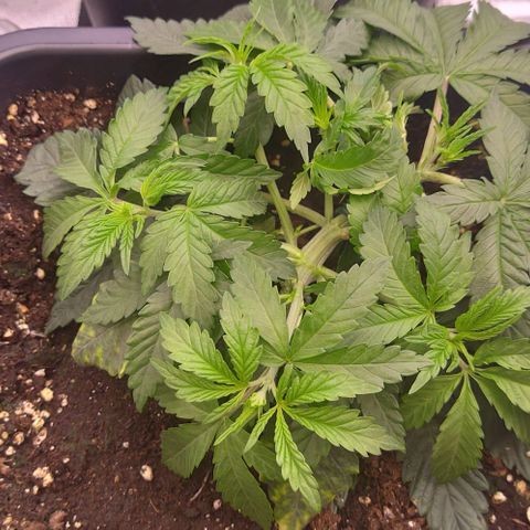 Mimosa Evo growlog photo: LST