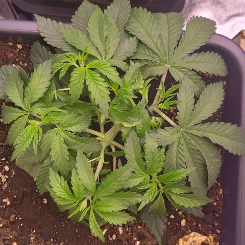 Mimosa Evo growlog photo: LST